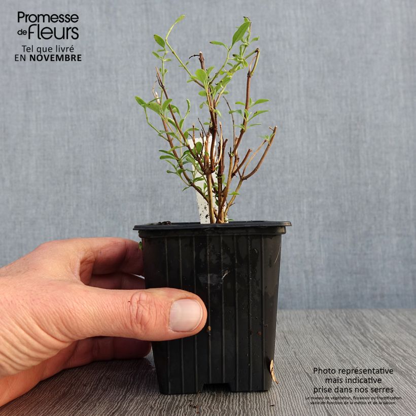 Esimerkki syksyllä toimitetusta Palettisalvia Delice Roselilac 8/9 cm taimiruukku-taimesta
