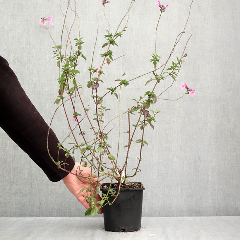 Esimerkki syksyllä toimitetusta Palettisalvia Delice Roselilac 2 litran/3 litran ruukku-taimesta