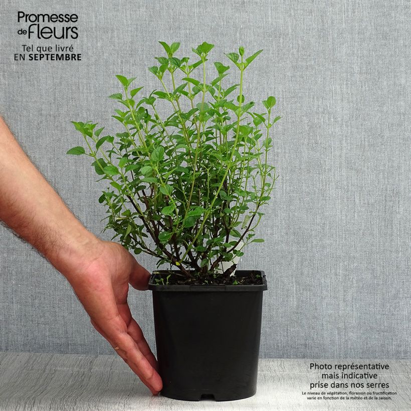 Esimerkki kesällä toimitetusta Keijunsalvia Delice Roselilac Pot de 2L/3L-taimesta