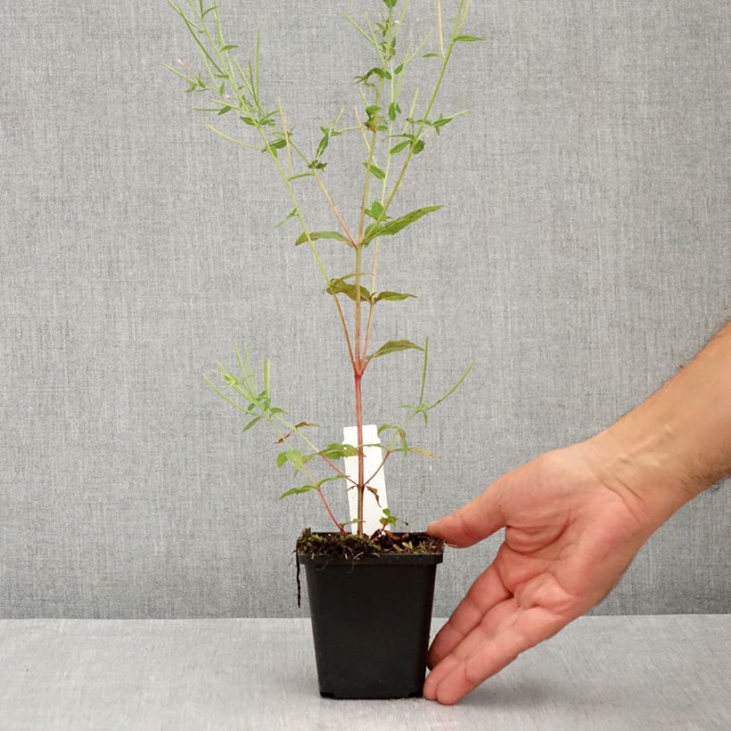 Esimerkki kesällä toimitetusta Loistosalvia Dear Anja Godet de 8/9 cm-taimesta
