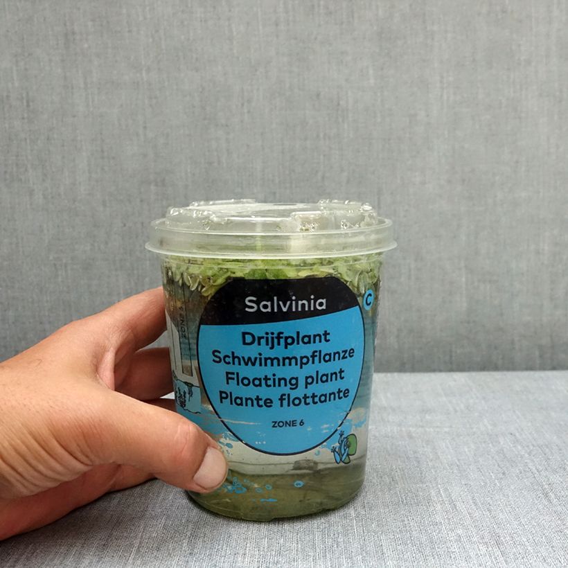 Esimerkki keväällä toimitetusta Kellusaniainen - Salvinia natans Laatikko-taimesta
