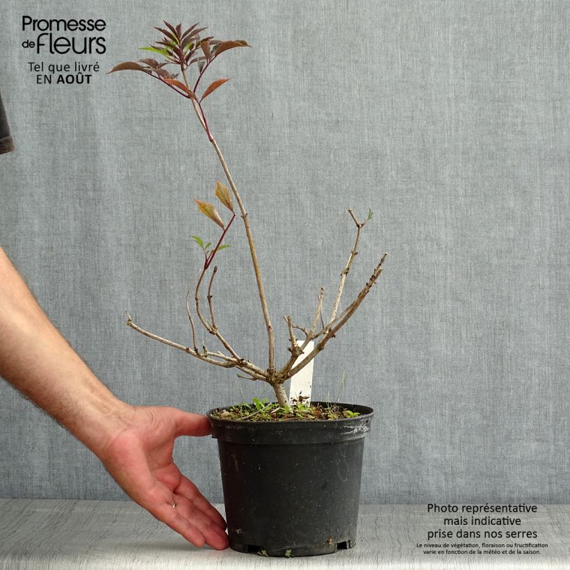 Esimerkki kesällä toimitetusta Mustaselja Thundercloud Pot de 3L/4L-taimesta