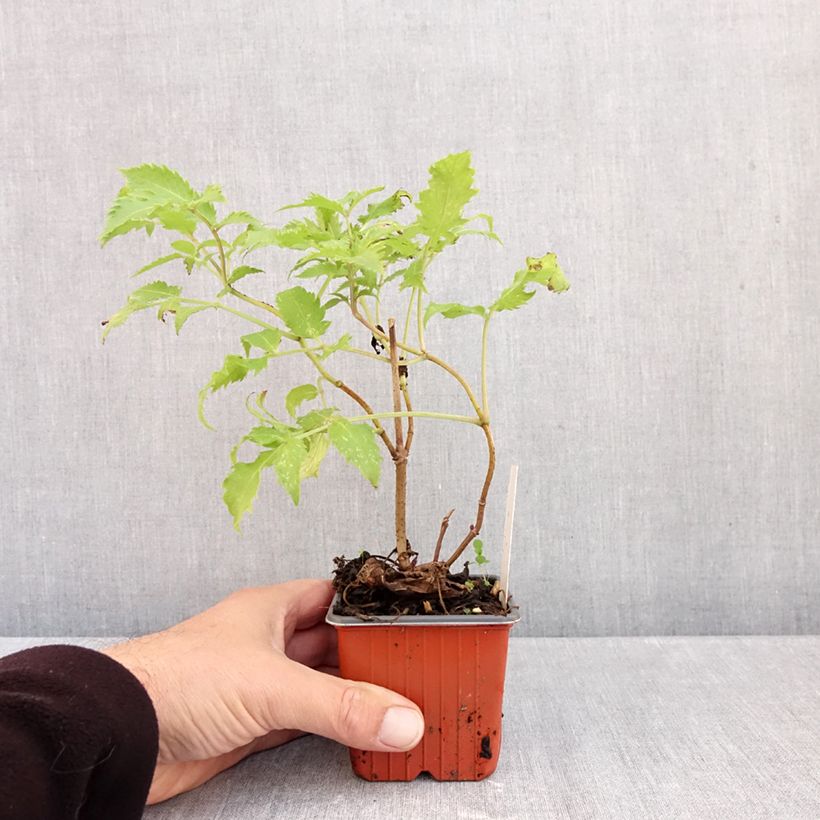 Esimerkki syksyllä toimitetusta Terttuselja Plumosa Aurea 8/9 cm taimiruukku-taimesta