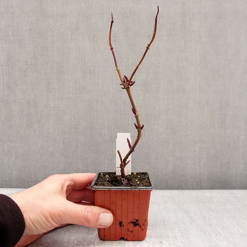 Esimerkki talvella toimitetusta Terttuselja Plumosa Aurea Godet de 8/9 cm-taimesta