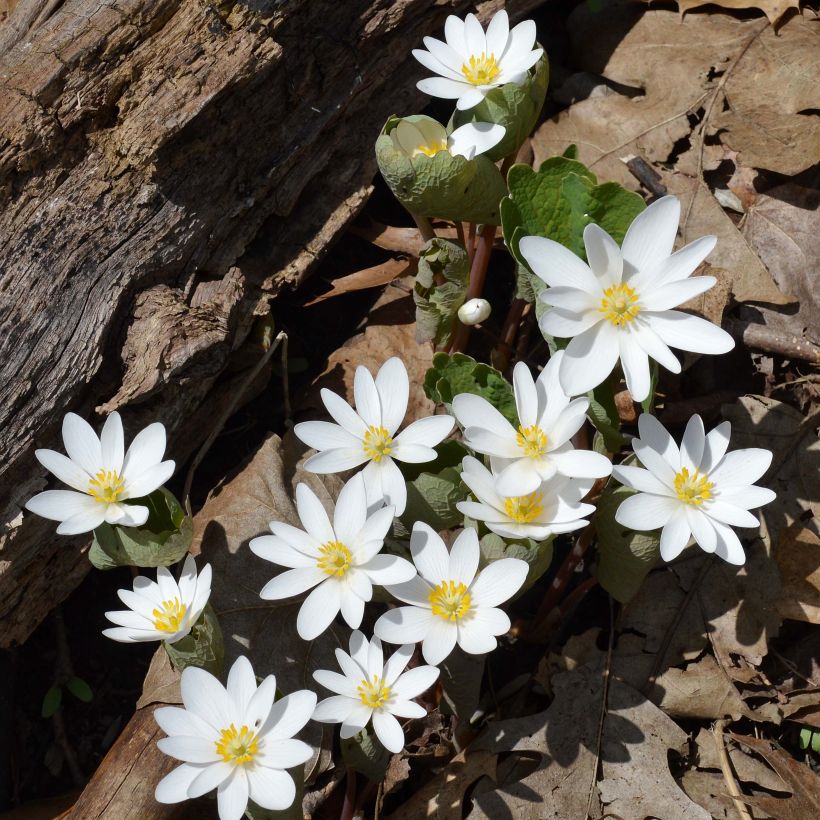 Lumikki - Sanguinaria canadensis (Kasvutapa)