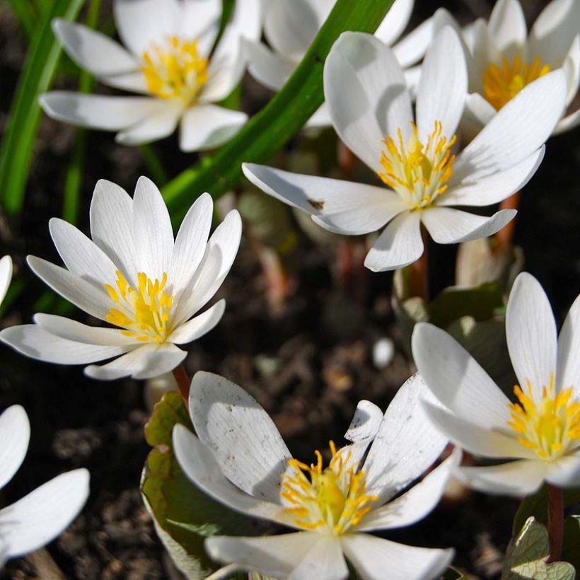 Lumikki - Sanguinaria canadensis (Kukinta)