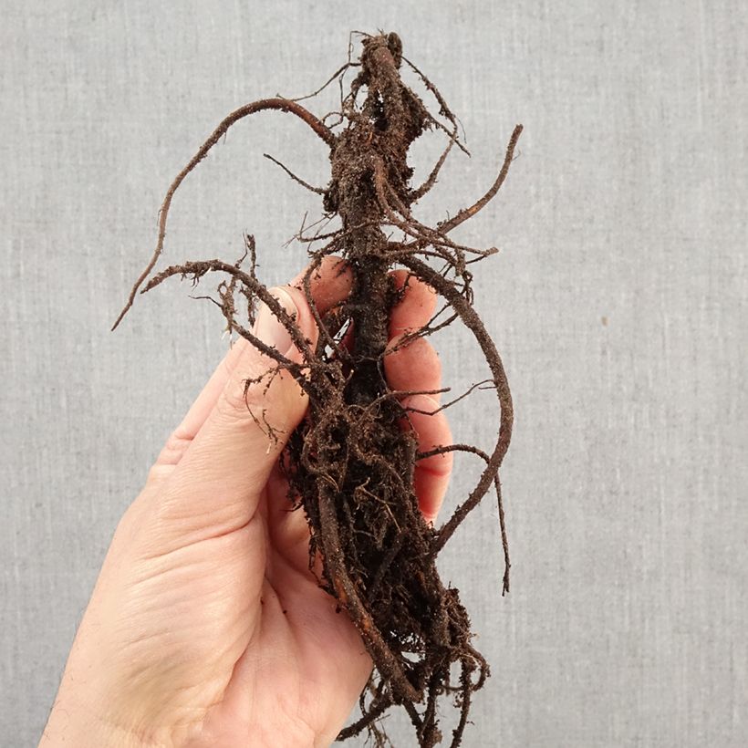Esimerkki talvella toimitetusta Hurmeluppio - Sanguisorba menziesii Petites Racines nues-taimesta