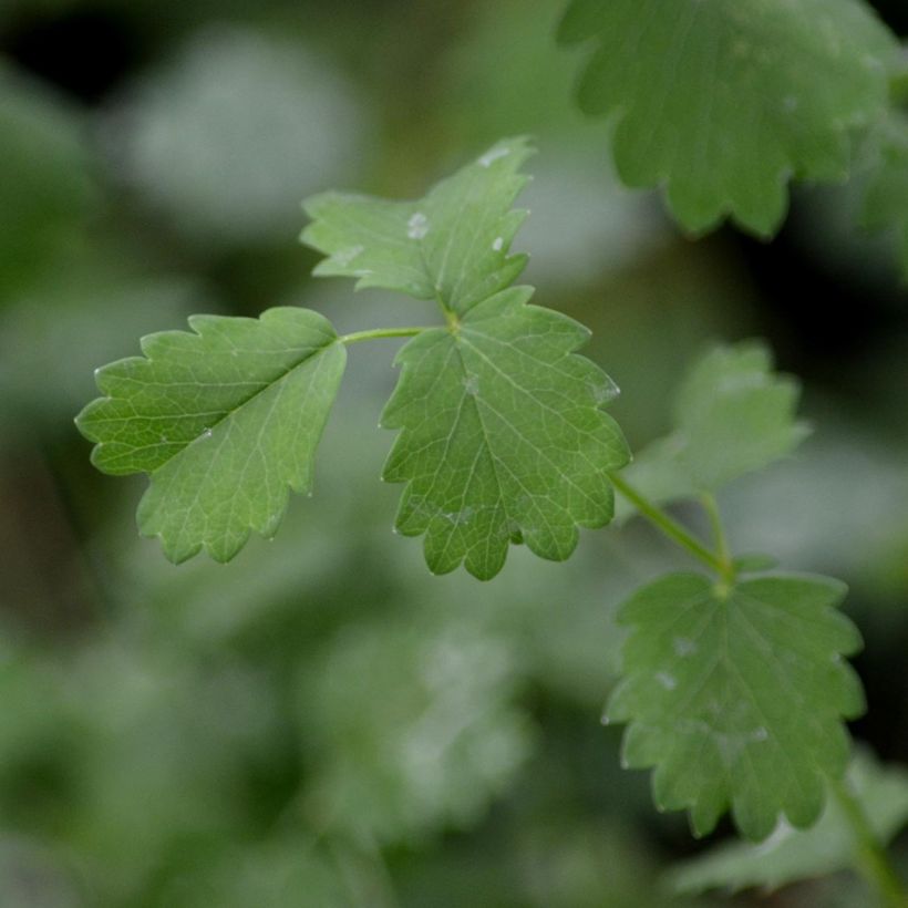 Pikkuluppio - Sanguisorba minor (Lehvistö)