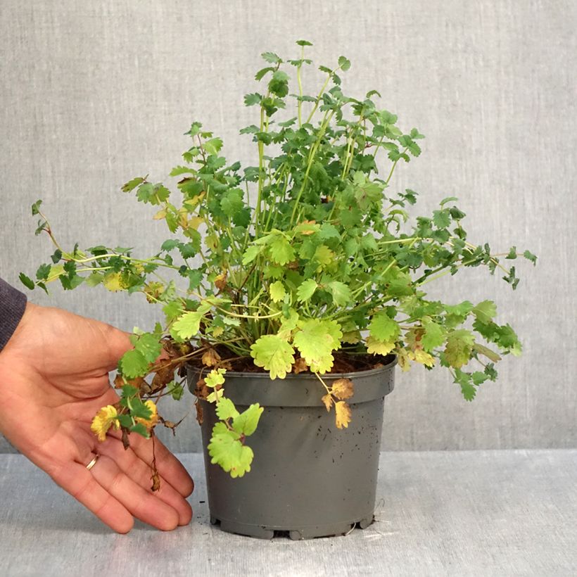 Esimerkki syksyllä toimitetusta Pikkuluppio - Sanguisorba minor 1,5 litran / 2 litran kannu-taimesta