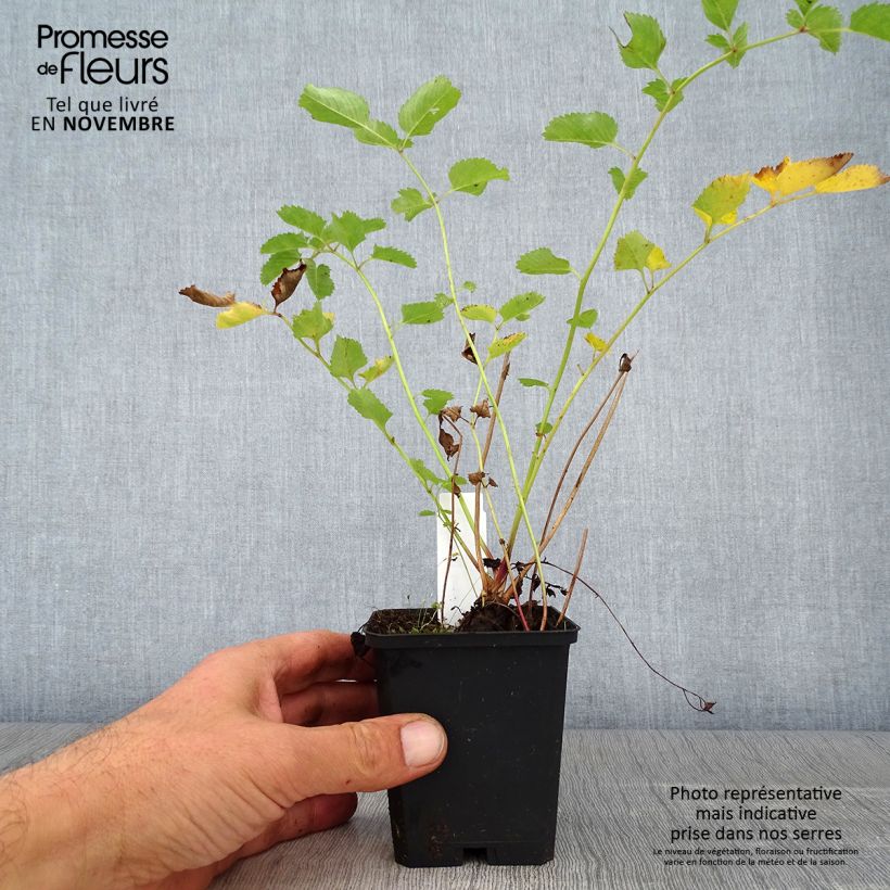 Esimerkki syksyllä toimitetusta Nuokkuluppio - Sanguisorba obtusa 8/9 cm taimiruukku-taimesta