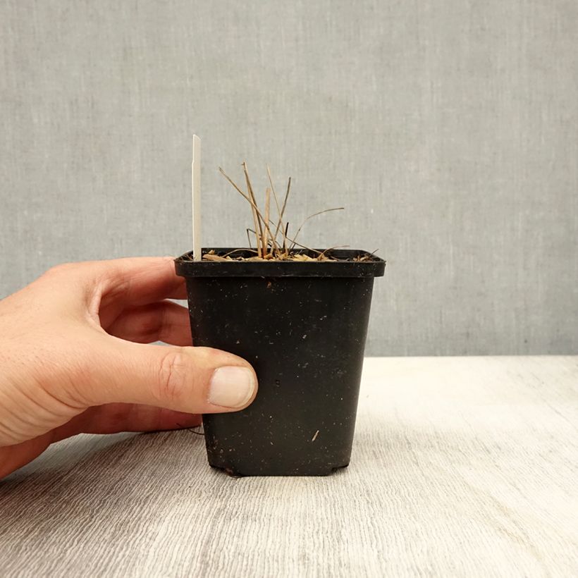 Esimerkki syksyllä toimitetusta Punaluppio Arnhem 8/9 cm taimiruukku-taimesta