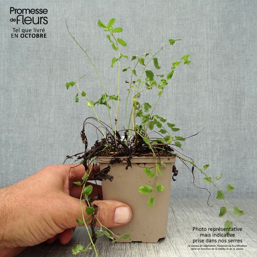 Esimerkki syksyllä toimitetusta Punaluppio Morning Select 8/9 cm taimiruukku-taimesta