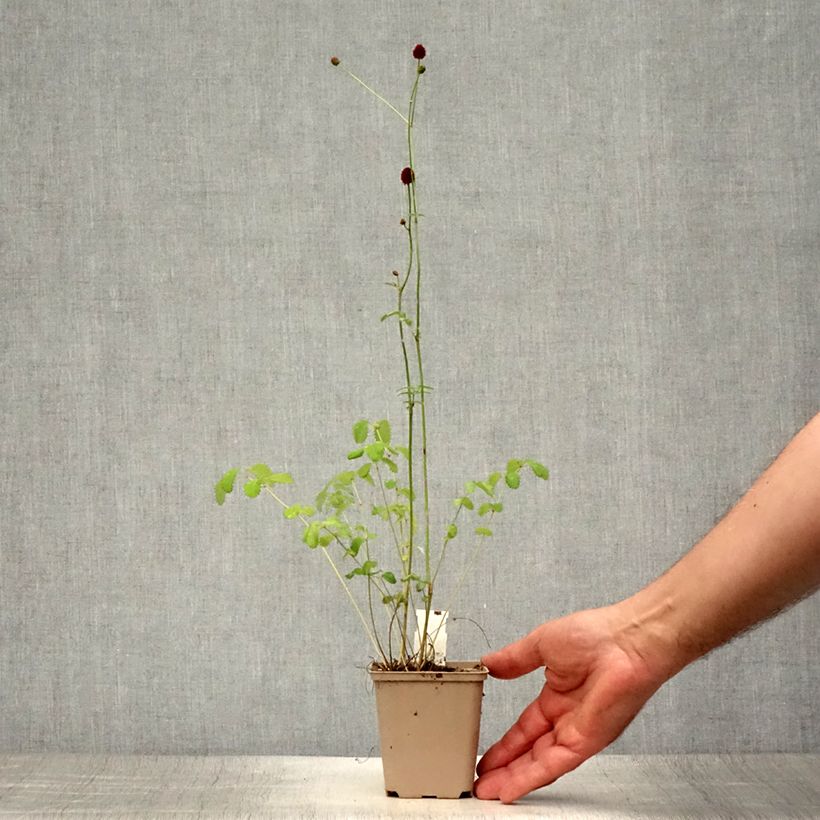 Esimerkki kesällä toimitetusta Punaluppio Morning Select Godet de 8/9 cm-taimesta