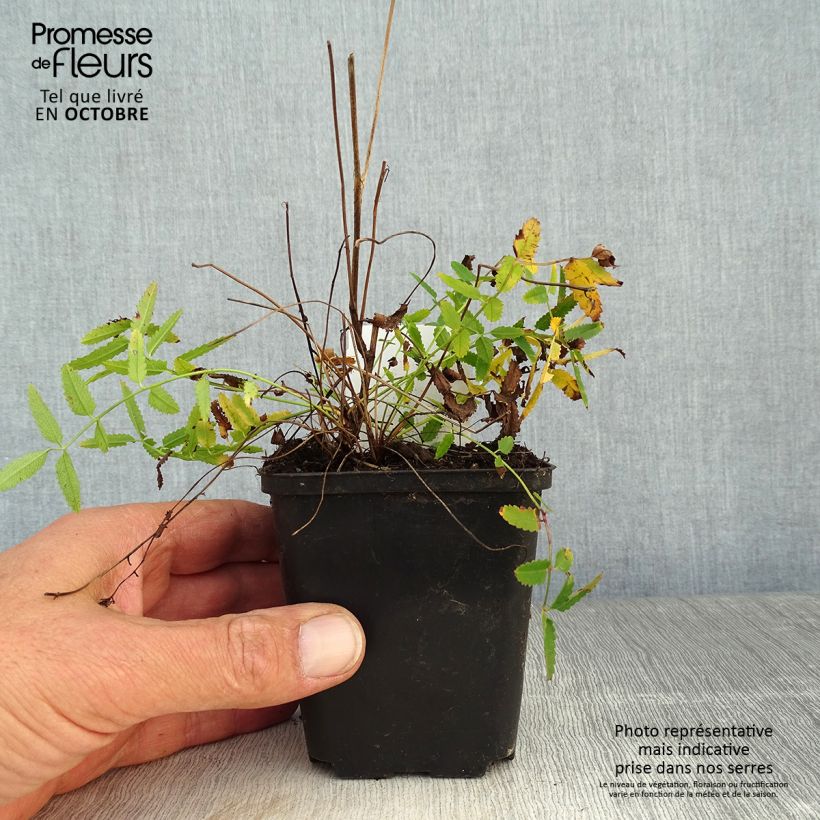 Esimerkki syksyllä toimitetusta Punaluppio Pink Tanna 8/9 cm taimiruukku-taimesta
