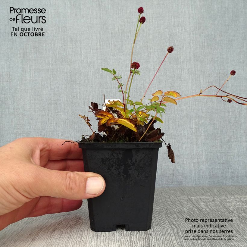 Esimerkki syksyllä toimitetusta Punaluppio Tanna 8/9 cm taimiruukku-taimesta