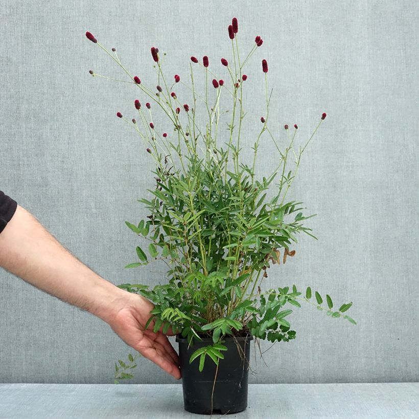 Esimerkki kesällä toimitetusta Luppio Plum Drops 1,5 litran / 2 litran kannu-taimesta