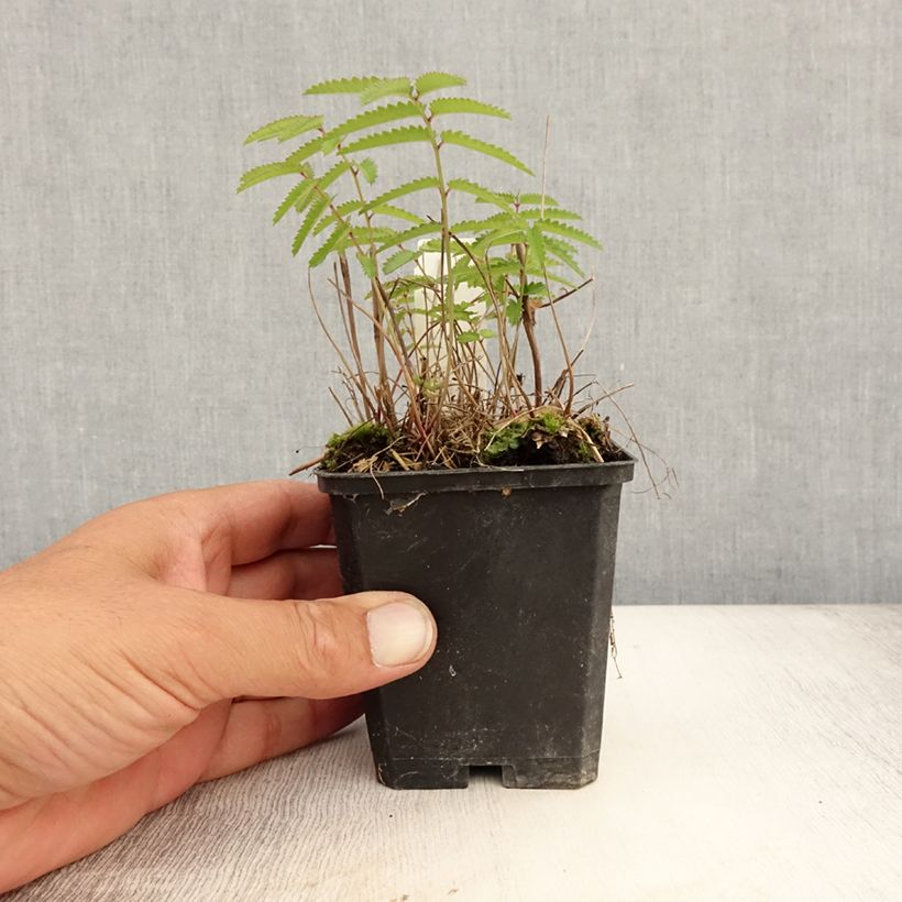 Esimerkki kesällä toimitetusta Kiiltoluppio var. purpurea Taimiruukku 8/9 cm-taimesta