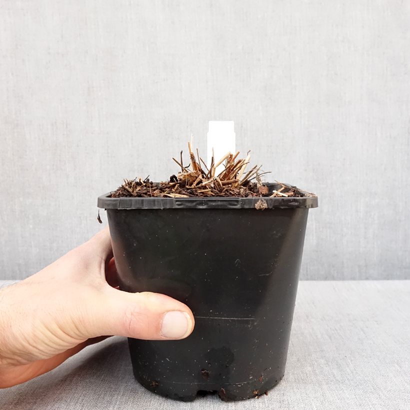 Esimerkki talvella toimitetusta Sanguisorba White Brushes Pot de 2L/3L-taimesta