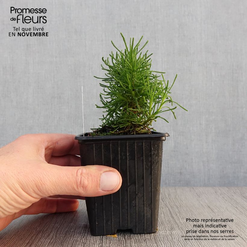 Esimerkki syksyllä toimitetusta Hopeayrti - Santolina x virens 8/9 cm taimiruukku-taimesta
