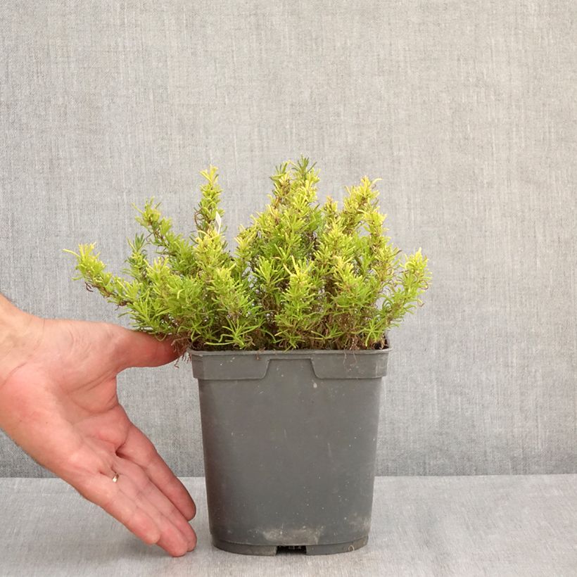 Esimerkki kesällä toimitetusta Hopeayrti - Santolina x virens Pot de 1,5L/2L-taimesta