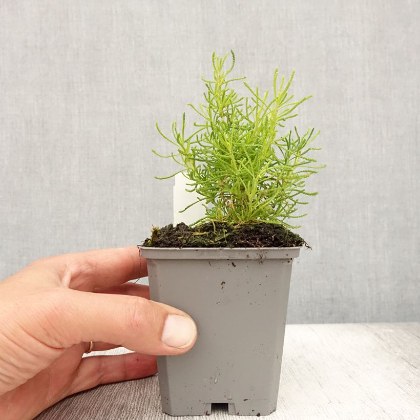 Esimerkki kesällä toimitetusta Hopeayrti Lemon Fizz Godet de 8/9 cm-taimesta