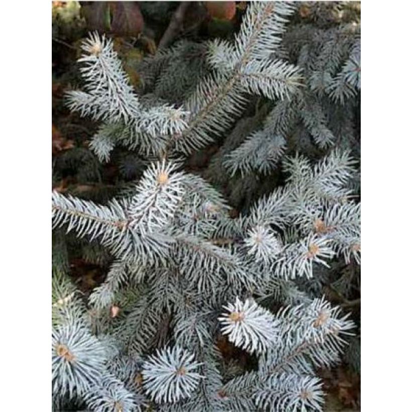 Okakuusi Blue Diamond (Lehvistö)
