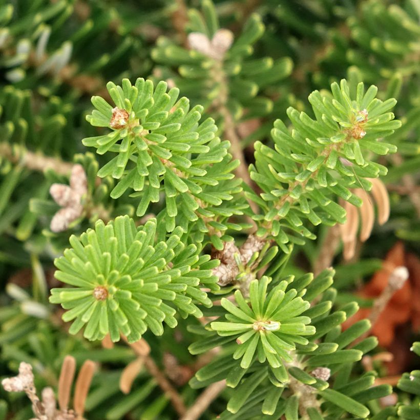 Koreanpihta Green Carpet (Lehvistö)