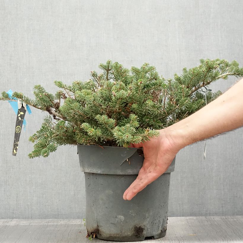 Esimerkki syksyllä toimitetusta Koreanpihta Green Carpet 3 litran/4 litran ruukku-taimesta