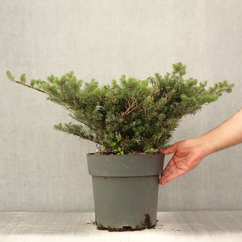 Esimerkki kesällä toimitetusta Koreanpihta Green Carpet 3 litran/4 litran ruukku-taimesta