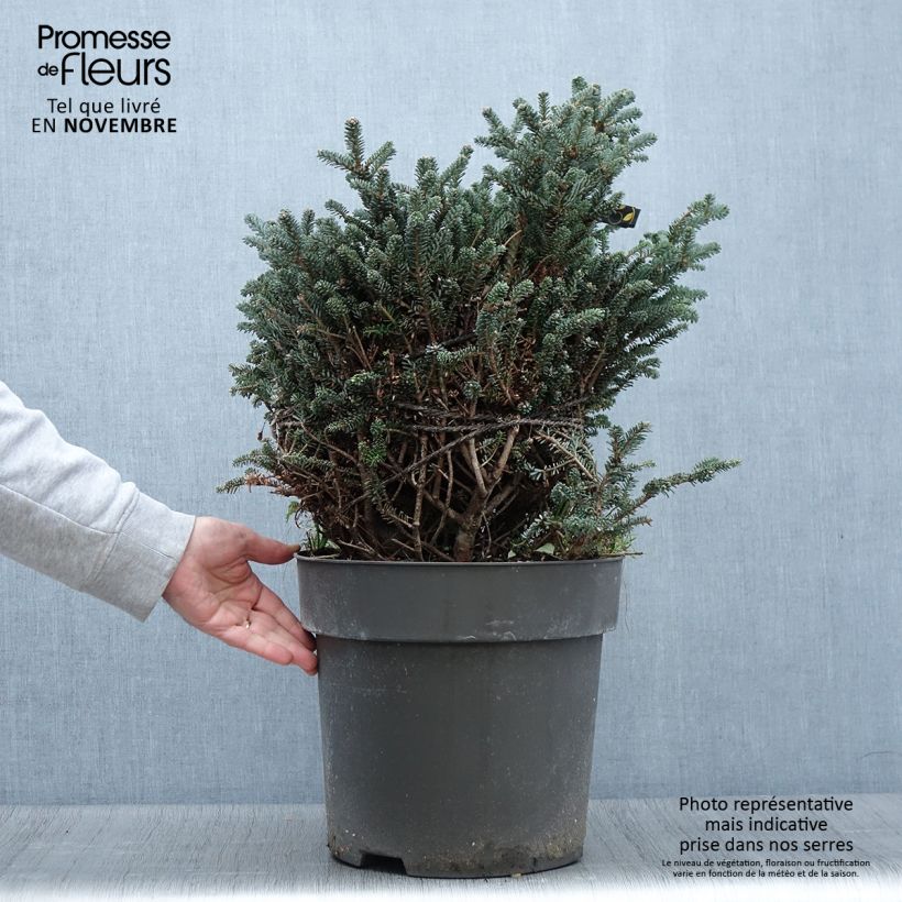 Esimerkki syksyllä toimitetusta Sapin de Corée nain - Abies koreana Oberon Pièce-taimesta