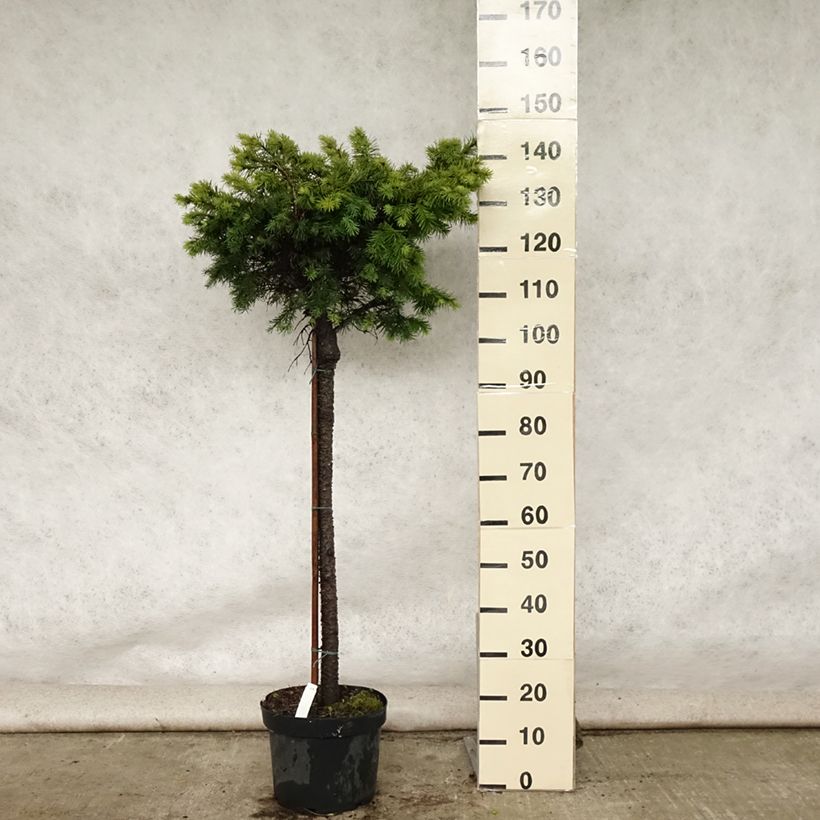 Esimerkki kesällä toimitetusta Douglaskuusi Fletcheri Ruukku 7,5L / 10L, Tige-taimesta