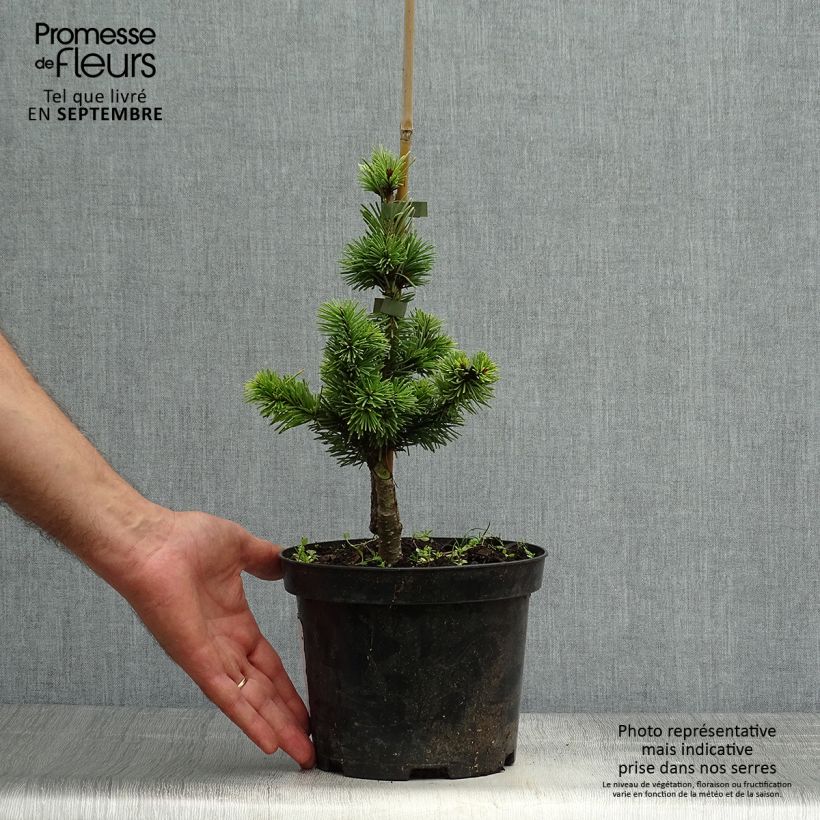 Esimerkki syksyllä toimitetusta Douglaskuusi Pannenhoef Pot de 3L/4L-taimesta
