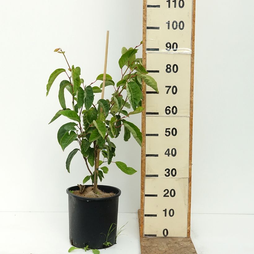 Esimerkki kesällä toimitetusta Sapium japonicum 12 litran/15 litran ruukku-taimesta