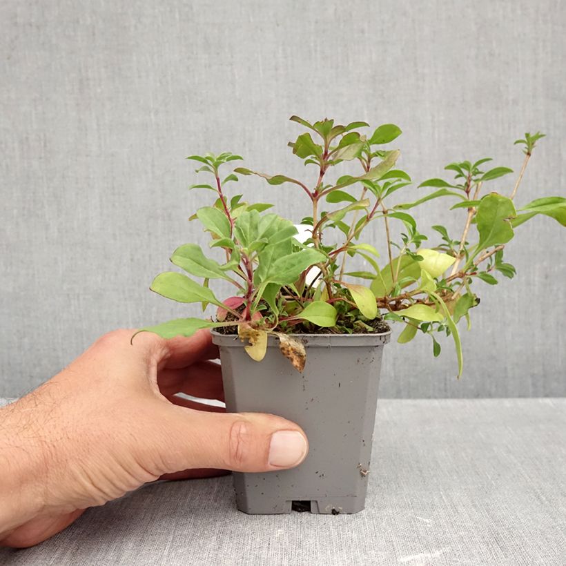 Esimerkki syksyllä toimitetusta Kivikkosuopayrtti - Saponaria ocymoides 8/9 cm taimiruukku-taimesta