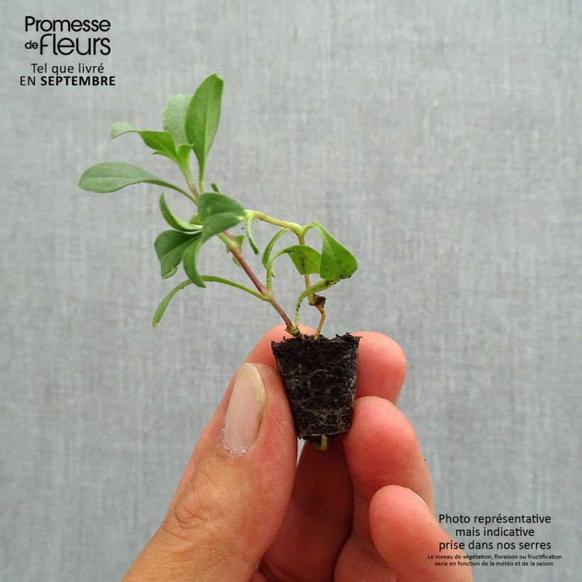 Esimerkki syksyllä toimitetusta Kivikkosuopayrtti - Saponaria ocymoides Minipaakku Ø 1,5/2,5 cm-taimesta