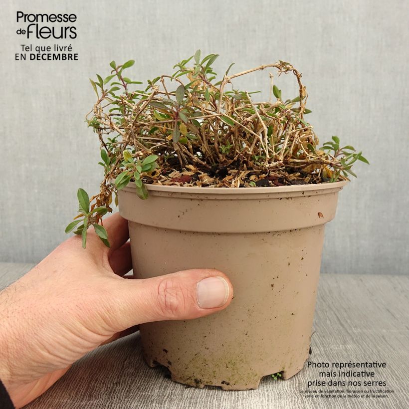 Esimerkki syksyllä toimitetusta Kivikkosuopayrtti - Saponaria ocymoides 2 litran/3 litran ruukku-taimesta