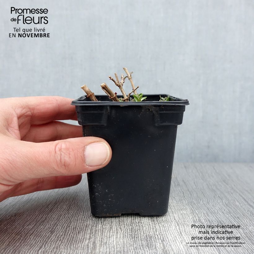 Esimerkki syksyllä toimitetusta Rohtosuopayrtti - Saponaria officinalis 7/8 cm taimiruukku-taimesta