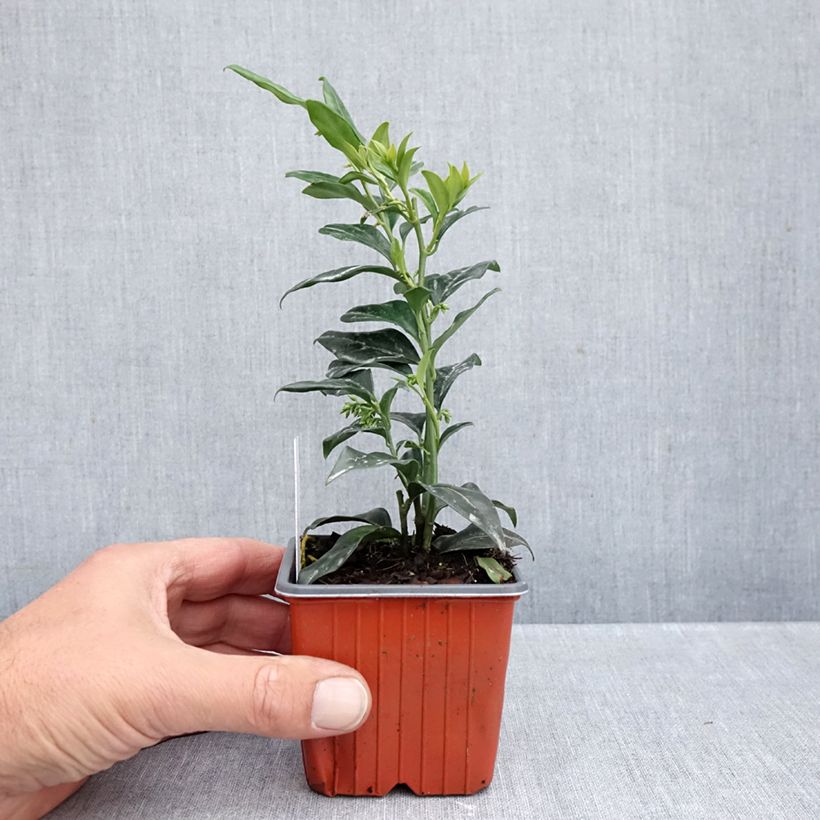 Esimerkki syksyllä toimitetusta Sarcococca confusa 8/9 cm taimiruukku-taimesta