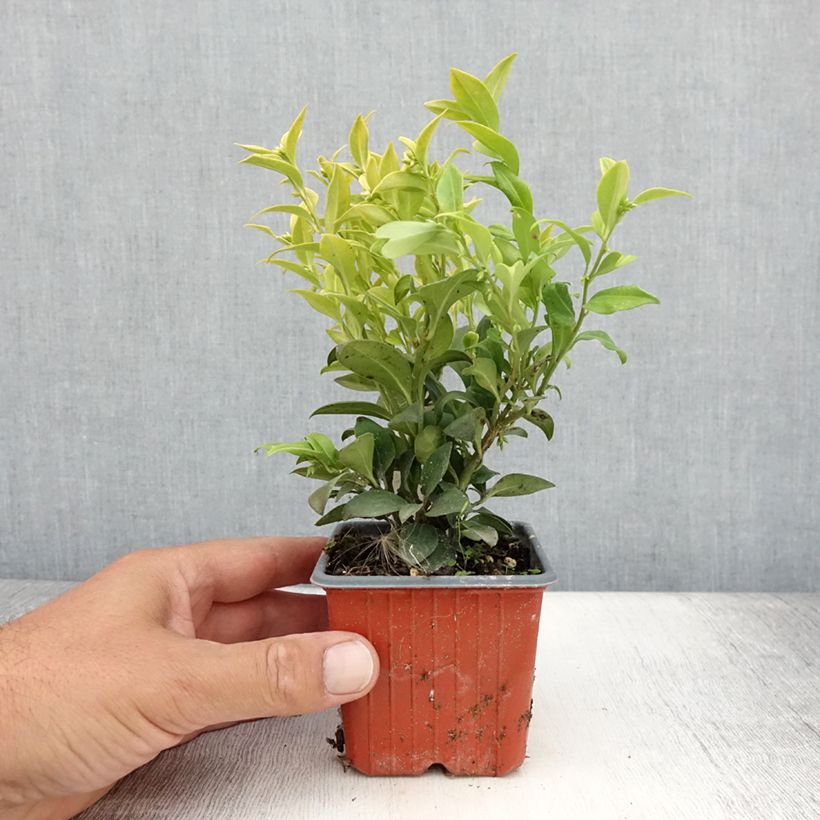 Esimerkki kesällä toimitetusta Sarcococca confusa Taimiruukku 8/9 cm-taimesta
