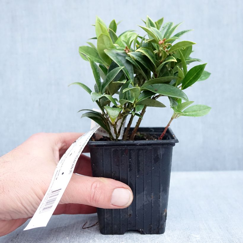 Esimerkki syksyllä toimitetusta Sarcococca hookeriana var. humilis Fragrant Mountain 8/9 cm taimiruukku-taimesta