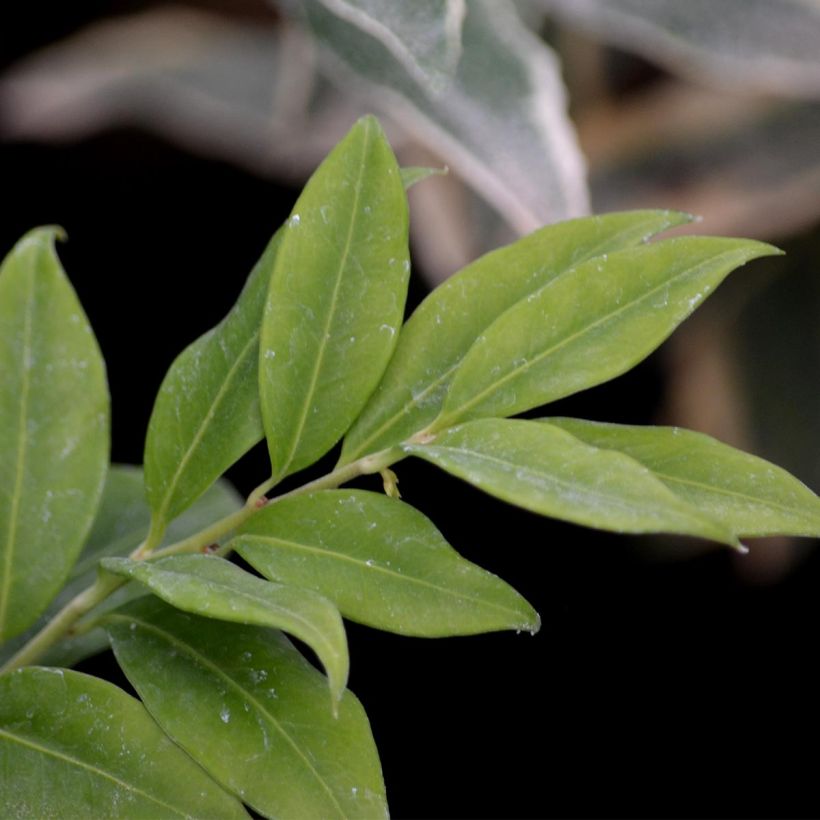 Sarcococca hookeriana (Lehvistö)