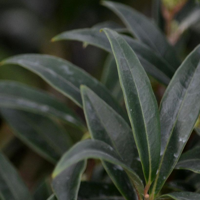 Sarcococca hookeriana var. digyna (Lehvistö)