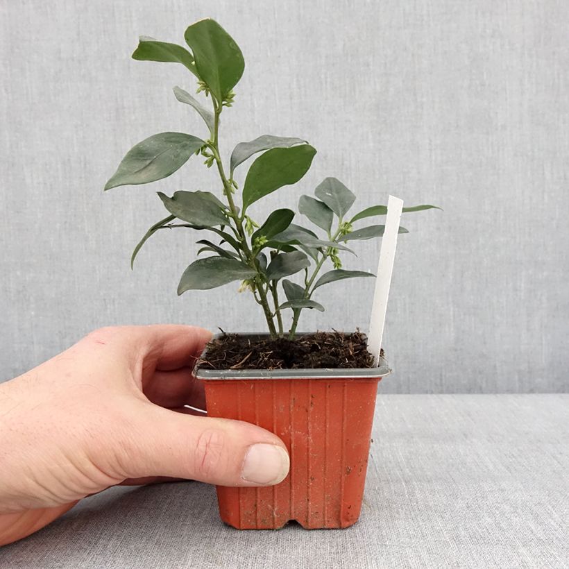 Esimerkki talvella toimitetusta Sarcococca hookeriana humilis Godet de 8/9 cm-taimesta