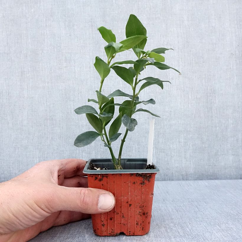 Esimerkki keväällä toimitetusta Sarcococca hookeriana var. humilis Taimiruukku 8/9 cm-taimesta