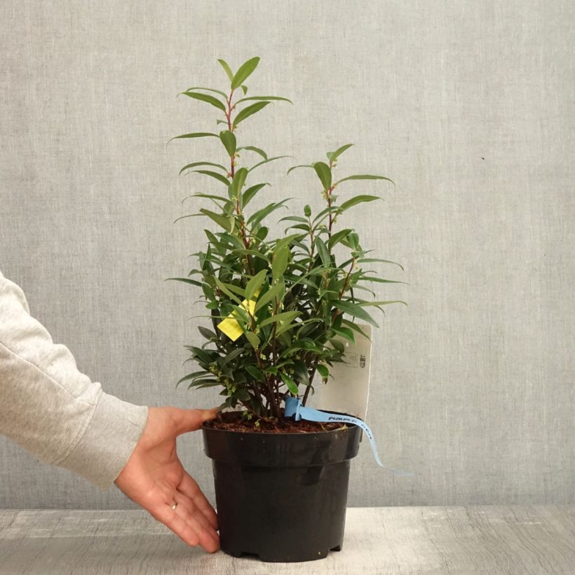 Esimerkki syksyllä toimitetusta Sarcococca hookeriana var. digyna Purple Gem 3 litran/4 litran ruukku-taimesta