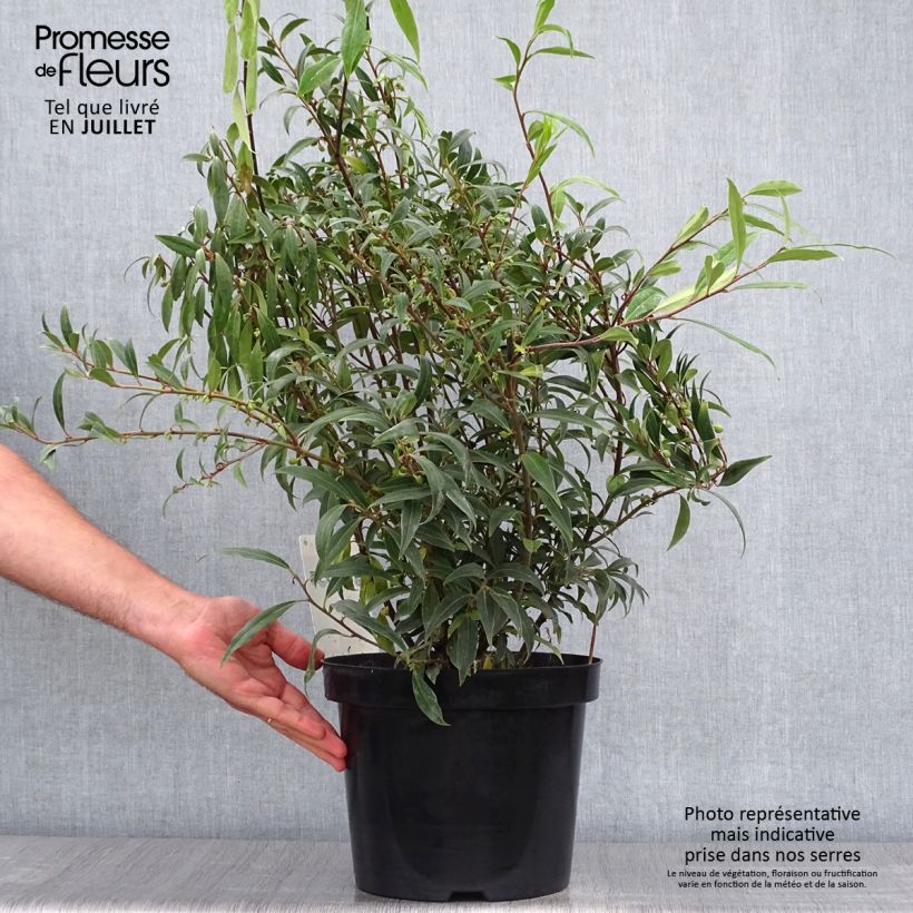 Esimerkki kesällä toimitetusta Sarcococca hookeriana var. digyna Purple Stem Pot de 7,5L/10L-taimesta