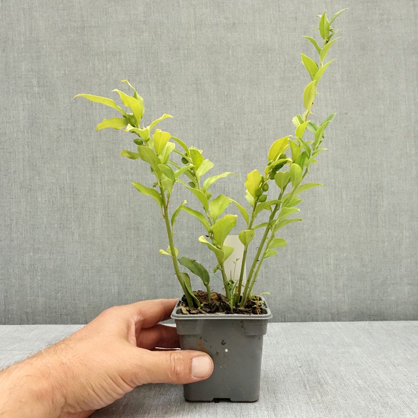 Esimerkki kesällä toimitetusta Sarcococca ruscifolia 8/9 cm taimiruukku-taimesta