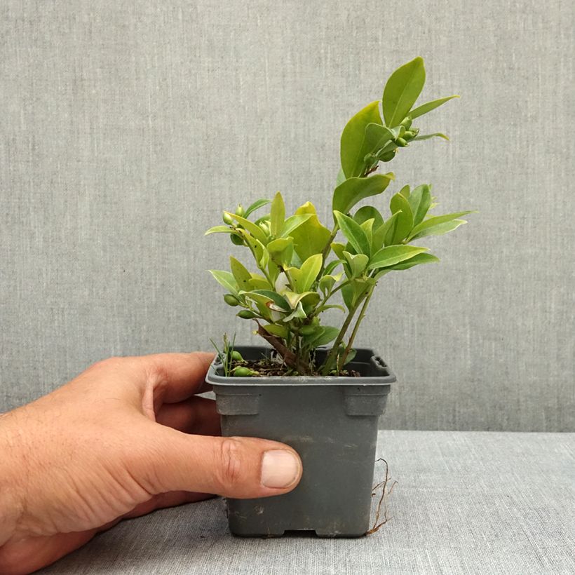 Esimerkki keväällä toimitetusta Sarcococca ruscifolia Taimiruukku 8/9 cm-taimesta