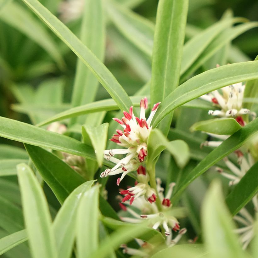 Sarcococca saligna (Kukinta)