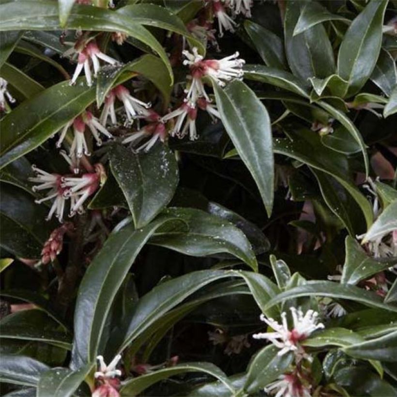 Sarcococca Winter Gem (Lehvistö)